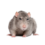 RATS!!!!!!!!!!!!!!!!!!!!!
