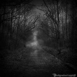 The Forest