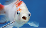 Fishy Fish