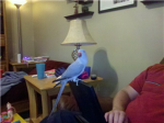 brid fan club