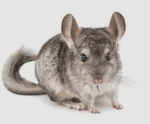 Chinchilla Bradford Community