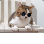 Totally not cat army