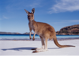 Kangaroo team group's Place Number: #