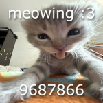 meowing :3