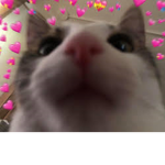 kitten fam!