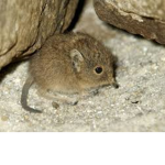 Elephant Shrew fan Club