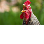 cluck cluck nuggest