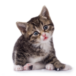 Dat Cat Rblx
