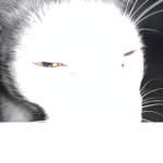 i need d h c .