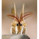 Baby moths :D
