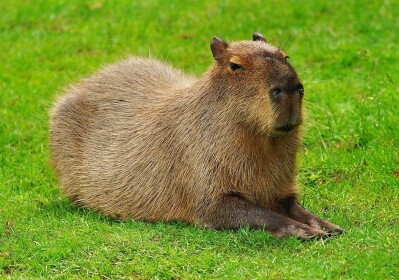 Cart Ride Into Capybara!