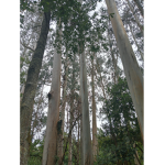 Therian Nature Pack