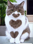 I love Peace donate