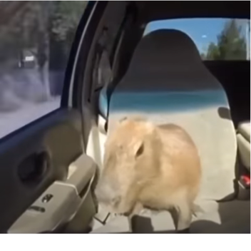 Realistic Calming