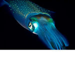 The squid ############