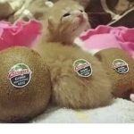 ‘きおくしやすい’