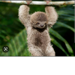 Sloth amazment