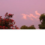 pink skies, red roses, and just a bunch of chatter