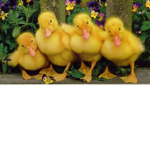 DUCKYS!!!)(
