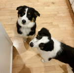 The doggy puppy dog group in Brookhaven