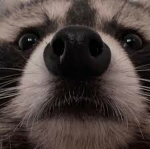 Raccon Community