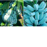 Blue Bananas International