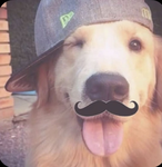 Join this group if u <3 Dogs