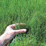 Go outside and touch some grass…