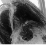 Puppy’s and dogs rule