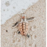turtleZ squad <3