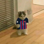 Los gatunoos kitty