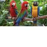 The parrots of Roblox