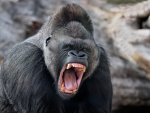 GORILLA CREW.