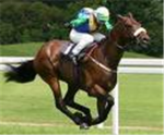 Thoroughbred Horse Lovers Group