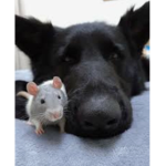 Dogs and rats :P