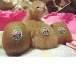 Kiwis Are Goooood