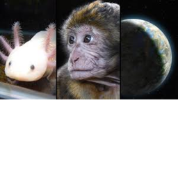 AXOLOTLS VS MONKEYS