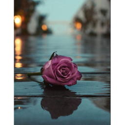 Wanna Have a Rainy Roses Race?