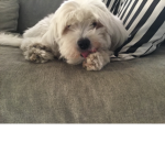 Join to see more dog pics