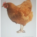 THE CHICKEN AND DUCK ARMY