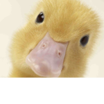 Ducky don doodle