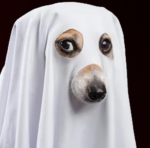 Ghost Dog Gang-