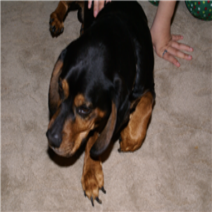 dog Roblox decal