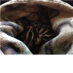Sugar Glider Lovers!!!!!!!!!!