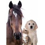 Horse and Dog Squad