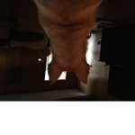 Behind da dogs
