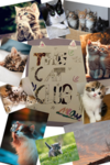 The Cat Club! Meow!