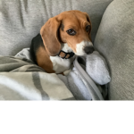 Fun power is real so is puppy power