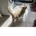 Photo cat