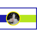 Domestic Cat Navy